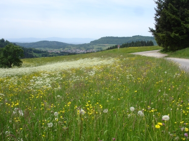 Eduardshöhe-northwest